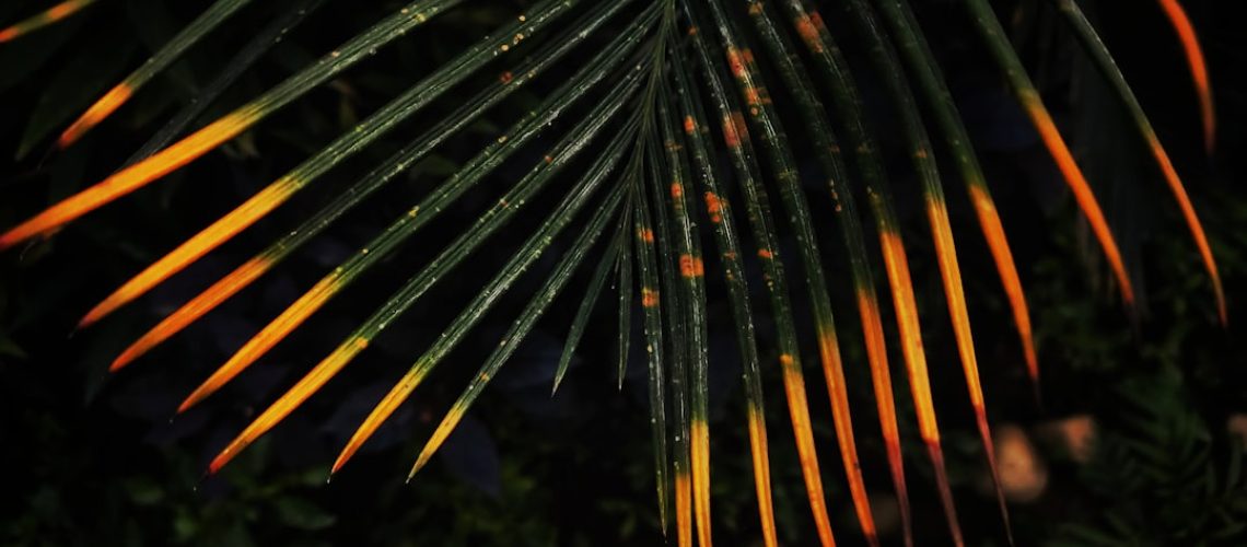 Boca Raton landscape lighting